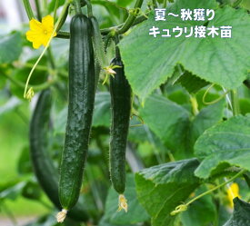 きゅうり苗 接木 キュウリ 夏植え 秋キュウリ 野菜苗 夏秋 品種名 夏すずみ他
