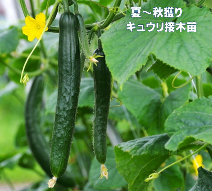 楽天市場 きゅうり苗 接木 キュウリ 夏植え 秋キュウリ 野菜苗 夏秋 荒川種苗 楽天市場店