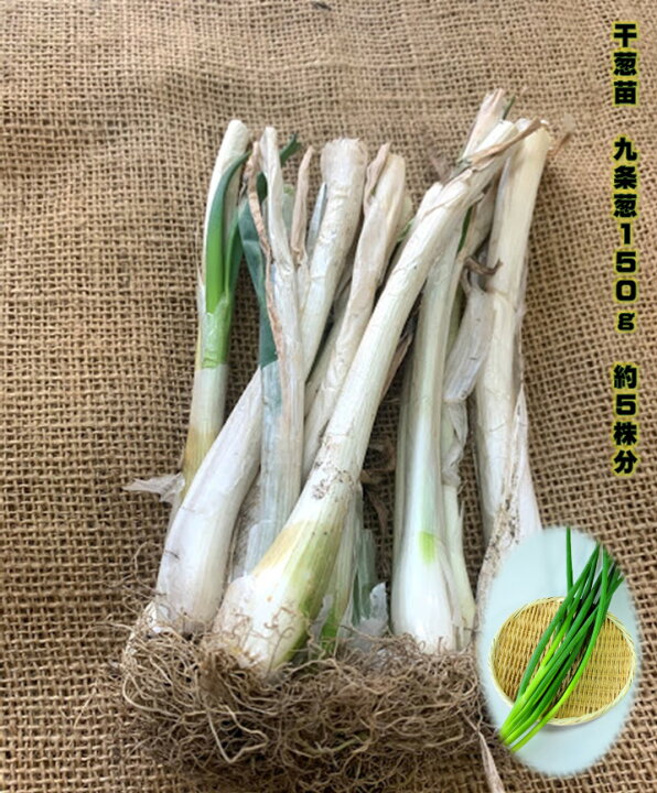 楽天市場 九条ネギ苗 干し葱 150g 約5株分 お試し少量 8 9月植え野菜 9 3月まで好みの大きさで収穫できる 栽培の手間はほとんどいらない為育てやすい 家庭菜園 プランター栽培 ベランダ栽培 配達日指定不可 荒川種苗 楽天市場店