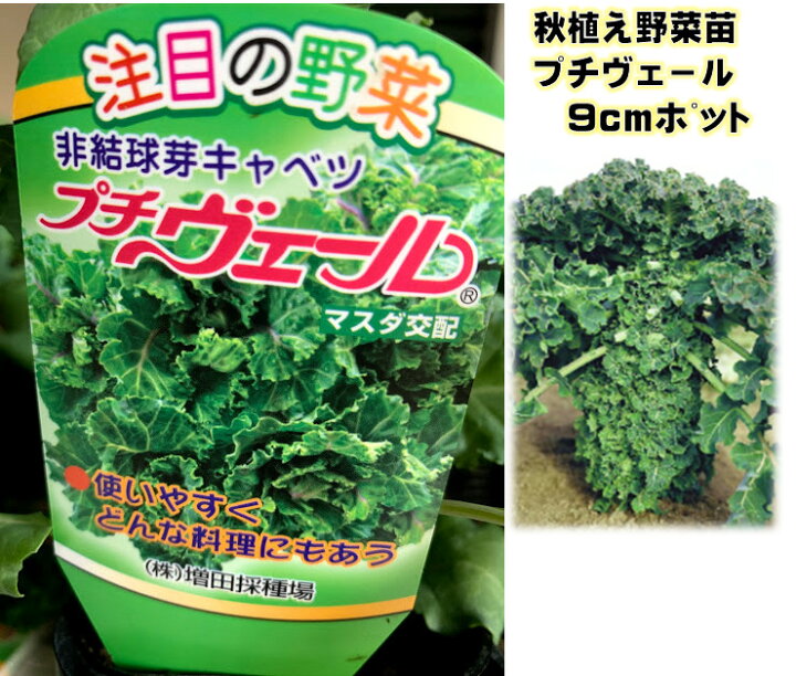 楽天市場 栄養豊富な 秋野菜苗５種セット 各１苗 9ｾﾝﾁﾎﾟｯﾄ 芽キャベツ サラダゲール ジューシーケール プチべ ル カーボロネロ サラダ 青汁 加熱料理に 11 3月収穫 プランター栽培ｏｋ 家庭菜園 荒川種苗 楽天市場店