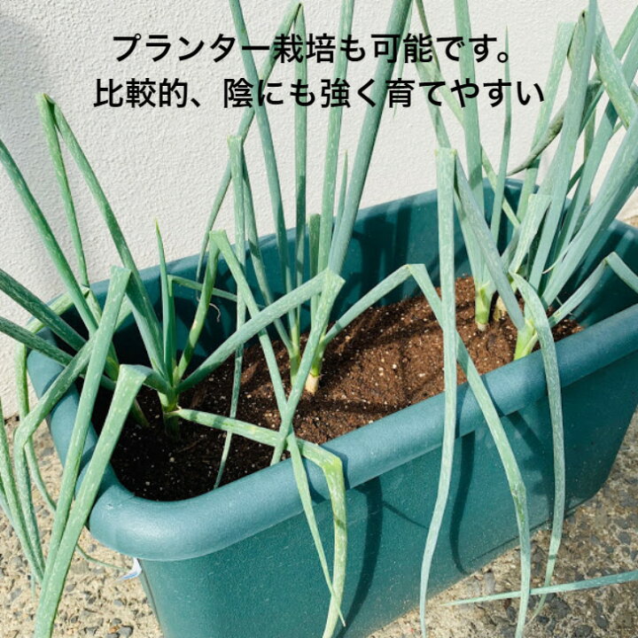 楽天市場 九条ネギ苗 干し葱 700g 約株分 8 9月植え野菜 9 3月まで好みの大きさで収穫できる 栽培の手間はほとんどいらない為育てやすい 家庭菜園 プランター栽培 ベランダ栽培 荒川種苗 楽天市場店