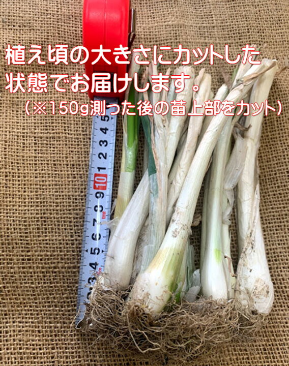 楽天市場 九条ネギ苗 干し葱 150g 約5株分 お試し少量 8 9月植え野菜 9 3月まで好みの大きさで収穫できる 栽培の手間はほとんどいらない為育てやすい 家庭菜園 プランター栽培 ベランダ栽培 配達日指定不可 荒川種苗 楽天市場店