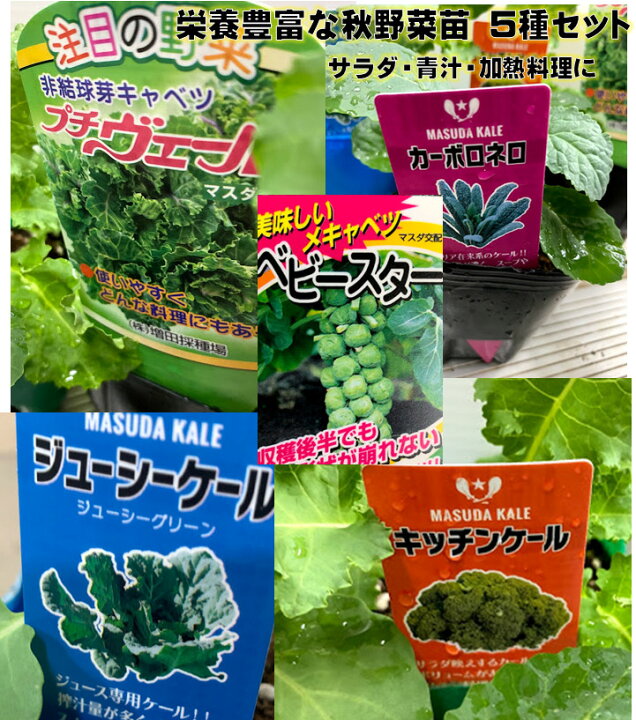 楽天市場 栄養豊富な 秋野菜苗5種セット 各1苗 9センチポット 芽キャベツ サラダゲール ジューシーケール プチべ ル カーボロネロ サラダ 青汁 加熱料理に 11 3月収穫 プランター栽培ok 家庭菜園 荒川種苗 楽天市場店 楽天市場 栄養豊富な 秋野菜苗5種セット 各1苗 9センチポット 芽キャベツ サラダゲール ジューシーケール プチべ ル カーボロネロ サラダ 青汁 加熱料理に 11 3月収穫 プランター栽培ok 家庭菜園 荒川種苗 楽天市場店