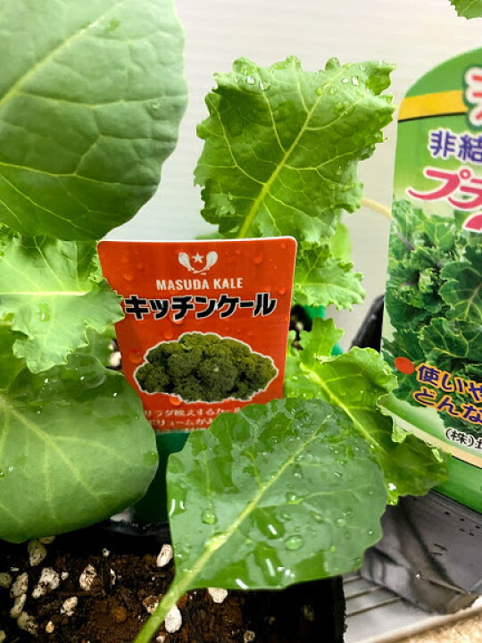 楽天市場 栄養豊富な 秋野菜苗5種セット 各1苗 9センチポット 芽キャベツ サラダゲール ジューシーケール プチべ ル カーボロネロ サラダ 青汁 加熱料理に 11 3月収穫 プランター栽培ok 家庭菜園 荒川種苗 楽天市場店 楽天市場 栄養豊富な 秋野菜苗5種セット 各1苗 9センチポット 芽キャベツ サラダゲール ジューシーケール プチべ ル カーボロネロ サラダ 青汁 加熱料理に 11 3月収穫 プランター栽培ok 家庭菜園 荒川種苗 楽天市場店