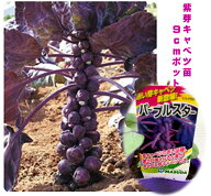 9/6頃〜発送 紫芽キャベツ苗 パープルスター秋植え野菜 メーカー マスダ採種場　栽培説明ラベル付き　9セ…