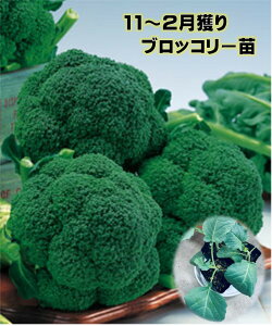 ubR[c 11`2n 9Z`|bgn\@i햼 nCcSP Gfo[ O[r[@eB[@H~ؕc