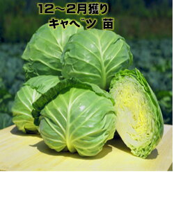 Lxcc 12`2lni ΐ P ̑ ×@H~ؕc