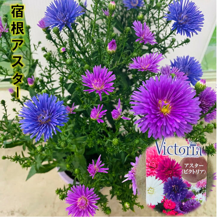 楽天市場 宿根八重咲アスタービクトリア桃紫 １鉢２色植え 4号鉢 開花９ １０月 強健 耐寒性強く育てやすい 挿し木は２ ３月頃に 登録品種につき営利目的の栽培 増殖は禁止されています 秋の花 花壇 鉢植え 花は水持ちが良い 荒川種苗 楽天市場店