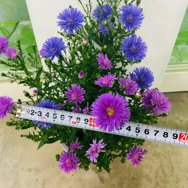 楽天市場 宿根八重咲アスタービクトリア桃紫 １鉢２色植え 4号鉢 開花９ １０月 強健 耐寒性強く育てやすい 挿し木は２ ３月頃に 登録品種につき営利目的の栽培 増殖は禁止されています 秋の花 花壇 鉢植え 花は水持ちが良い 荒川種苗 楽天市場店