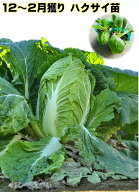 白菜苗 中晩生～晩生 ハクサイ 家庭菜園向き 9〜10月植え　寒さに強い　秋冬野菜苗