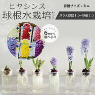 ヒヤシンス 水栽培セット 球根バルブベースミニ 容器 クリア グレー