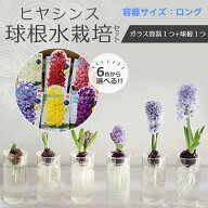 ヒヤシンス 水栽培セット バルブベース ロング容器 クリア グレー