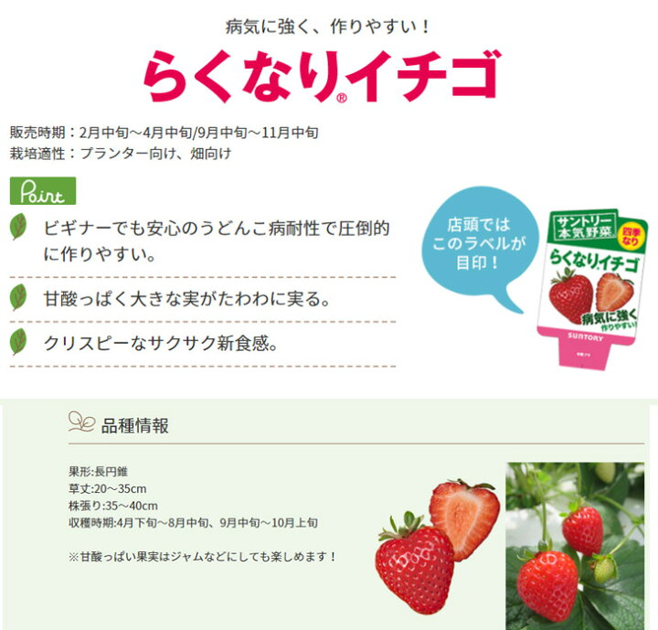 8460円 【2021秋冬新作】 野菜の苗 22年10月下旬予約 イチゴ