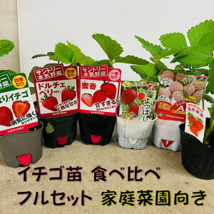 白 イチゴ 苗 苗の人気商品 通販 価格比較 価格 Com