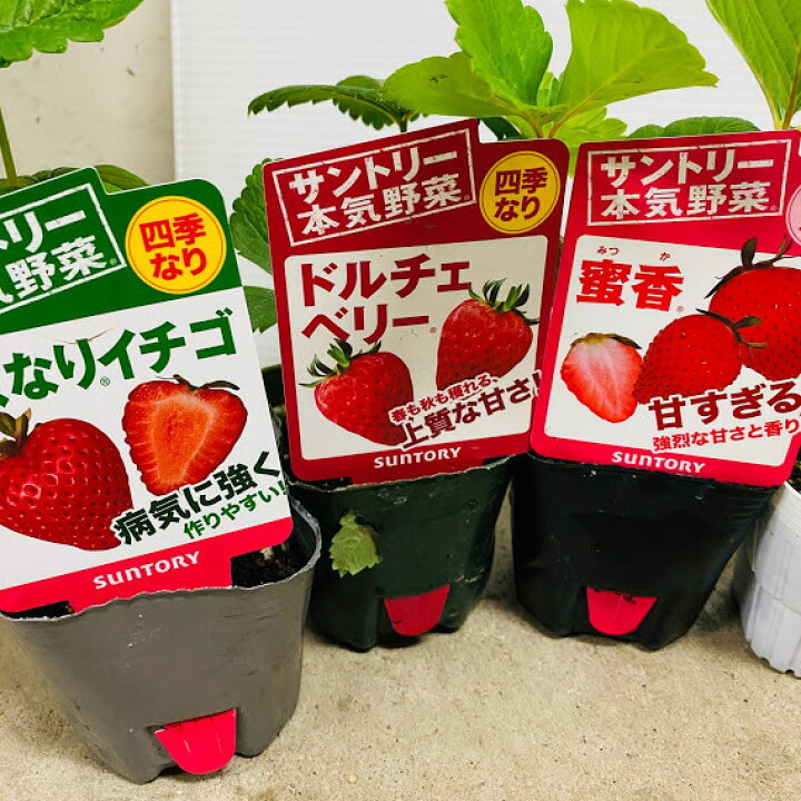 楽天市場 9 末頃 10 中旬発送予定 イチゴ苗 食べ比べフルセット 6品種各1苗 9センチポット 四季成 一季成 白イチゴ 家庭菜園向き品種を揃えました 秋植え野菜苗 5 6月収穫 10月収穫 宝交早生 らくなり 蜜香 エンジェルエイト ドルチェベリー よつぼし 荒川種苗 楽天市場店 楽天市場 9 末頃 10 中旬発送予定 イチゴ苗 食べ比べフルセット 6品種各1苗 9センチポット 四季成 一季成 白イチゴ 家庭菜園向き品種を揃えました 秋植え野菜苗 5 6月収穫 10月収穫 宝交早生 らくなり 蜜香 エンジェルエイト ドルチェベリー よつぼし 荒川種苗 楽天市場店