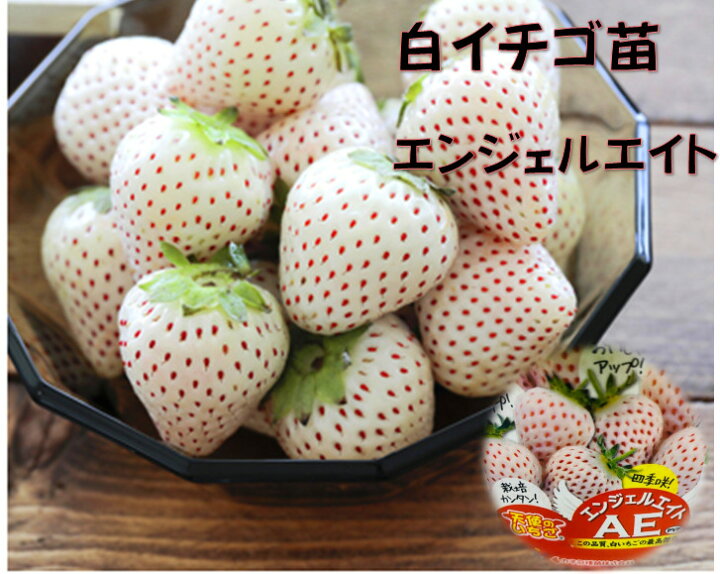 楽天市場 9 28 10 5頃発送 白いちご苗 野菜苗 エンジェル天使のいちごae エンジェルエイト 9ｾﾝﾁﾎﾟｯﾄ苗 畑 プランター 甘い 育てやすい 種苗登録品種につき営利目的の栽培は別途申請が必要 荒川種苗 楽天市場店