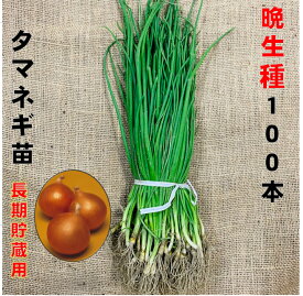 玉ねぎ苗 晩生種 100本 6/上中旬頃収穫品種