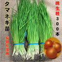 楽天市場 玉ねぎ苗 300本 白 品種名 ネオアース 定番種 晩生 6 上中旬頃収穫品種 長期貯蔵品種 吊って保管に最適品種 ネオアース もみじ3号 荒川種苗 楽天市場店 楽天市場 玉ねぎ苗 300本 白 品種名 ネオアース 定番種 晩生 6 上中旬頃収穫品種 長期貯蔵品種 吊って保管に最適品種 ネオアース もみじ3号 荒川種苗 楽天市場店