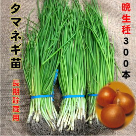 玉ねぎ苗 300本 晩生種 品種名ネオアース もみじ3号など