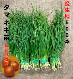 玉ねぎ苗 晩生 500本 品種ネオアース もみじ3号など 定番 6/上中旬頃収穫品種 長期貯蔵品種