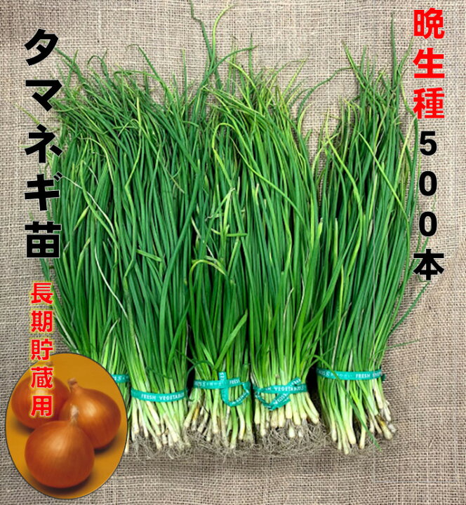 楽天市場】玉ねぎ苗 晩生 500本 品種ネオアース もみじ3号 定番 6/上 