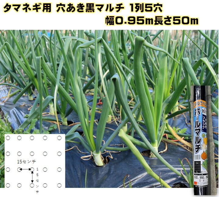 楽天市場 タマネギ用穴あき黒ポリマルチ 幅0 95ｍ 長さ50ｍ 厚み0 02 株間15ｾﾝﾁ 穴径4 5センチ 1mでタマネギ苗が約３０本植えられます 予め穴が開いているから植えやすい 玉ねぎ苗 にんにく ニンジン ホウレンソウ カブにも 荒川種苗 楽天市場店