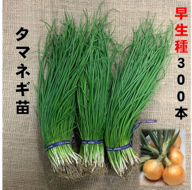 玉ねぎ苗 早生種 300本 5/上旬頃収穫 タマネギ苗