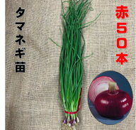 玉ねぎ苗 赤玉 50本 5/下〜6/上旬頃収穫品種 サラダ向き