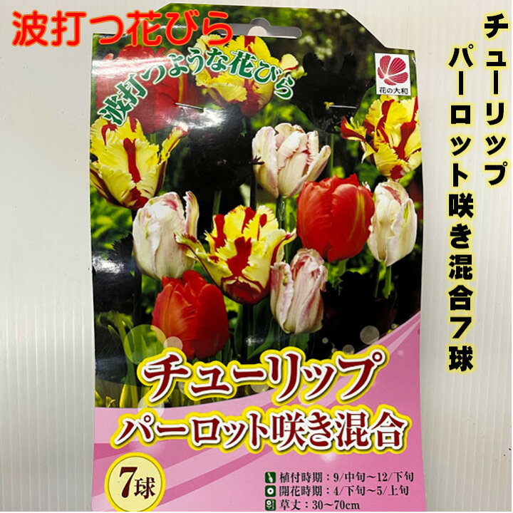 楽天市場 チューリップ球根 ７球パーロット咲 色 波打つような花びら 混合 富山県 オランダ プランター栽培 地植え可能 育てやすい花 10 1月植え 3 4月開花 荒川種苗 楽天市場店