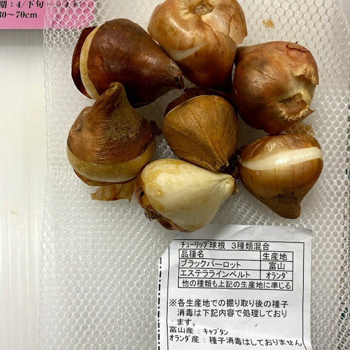 楽天市場 チューリップ球根 ７球パーロット咲 色 波打つような花びら 混合 富山県 オランダ プランター栽培 地植え可能 育てやすい花 10 1月植え 3 4月開花 荒川種苗 楽天市場店