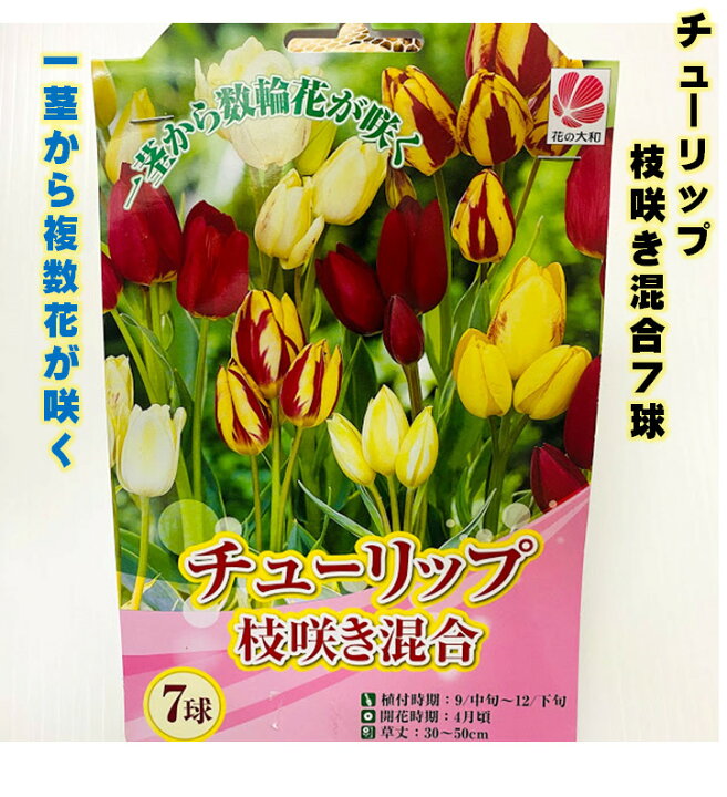 楽天市場 チューリップ球根 ７球枝咲き 色 一茎から複数花が咲く 混合 オランダ産 プランター栽培 地植え可能 育てやすい花 10 1月植え 3 4月開花 荒川種苗 楽天市場店
