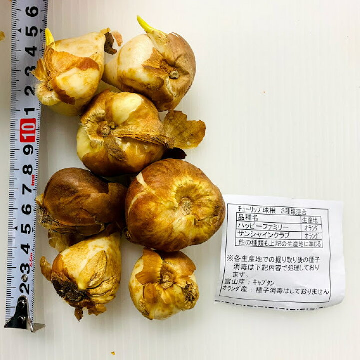 楽天市場 チューリップ球根 ７球枝咲き 色 一茎から複数花が咲く 混合 オランダ産 プランター栽培 地植え可能 育てやすい花 10 1月植え 3 4月開花 荒川種苗 楽天市場店