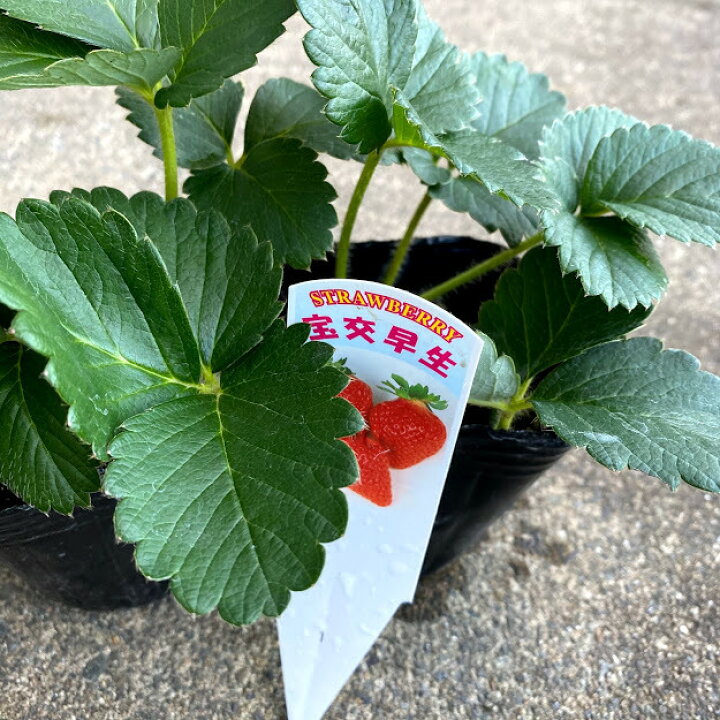 楽天市場 イチゴ苗 宝交早生 9センチポット 家庭菜園ならこの品種 果肉は柔らかく多汁 いちご苗 栽培 5 6月収穫 プランター栽培ok いちご 栽培 露地栽培用 初心者向き 荒川種苗 楽天市場店