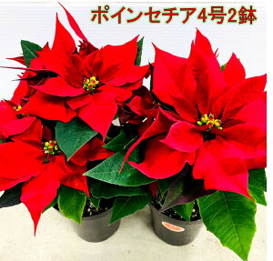 |CZ`A4×2R   NX}X  12