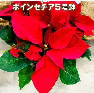 |CZ`A5 DǕi 12@ {[ NX}X 