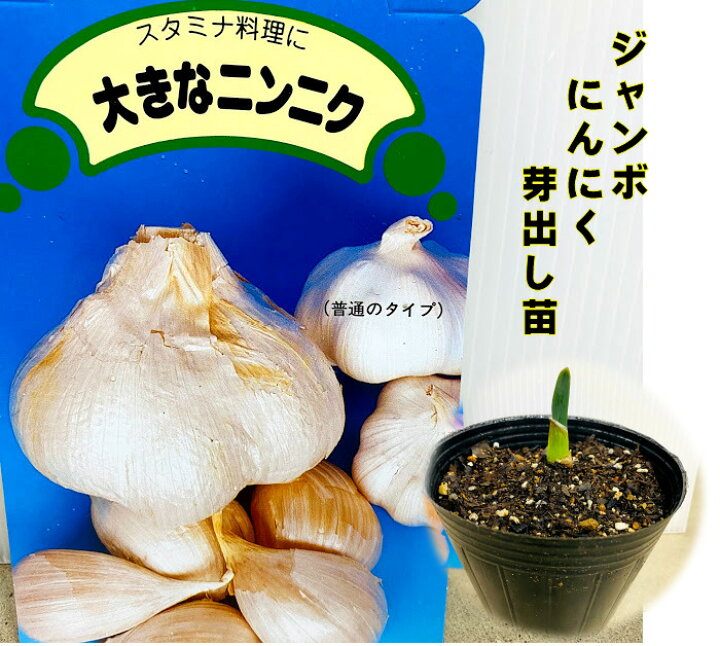 楽天市場 ジャンボニンニク芽出し苗 12ｾﾝﾁﾎﾟｯﾄ 6 ８月収穫 大きなにんにく 香りはマイルド にんにく種球は島根県産 栽培説明レッテル付き 荒川種苗 楽天市場店