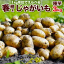 楽天市場 種子 野菜苗 タネイモ ガーデニング用品 領収書自動発行できます 荒川種苗 楽天市場店 トップページ 楽天市場 種子 野菜苗 タネイモ ガーデニング用品 領収書自動発行できます 荒川種苗 楽天市場店 トップページ