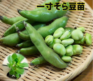 苗 ソラマメの人気商品 通販 価格比較 価格 Com 苗 ソラマメの人気商品 通販 価格比較 価格 Com