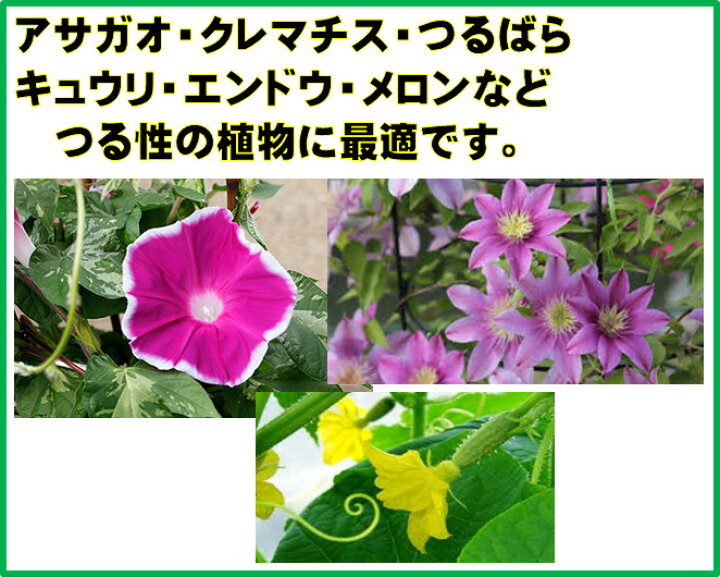 Outourバラのつる つる植物 野菜 花 きゅうり 成長をサポートするクレマチス