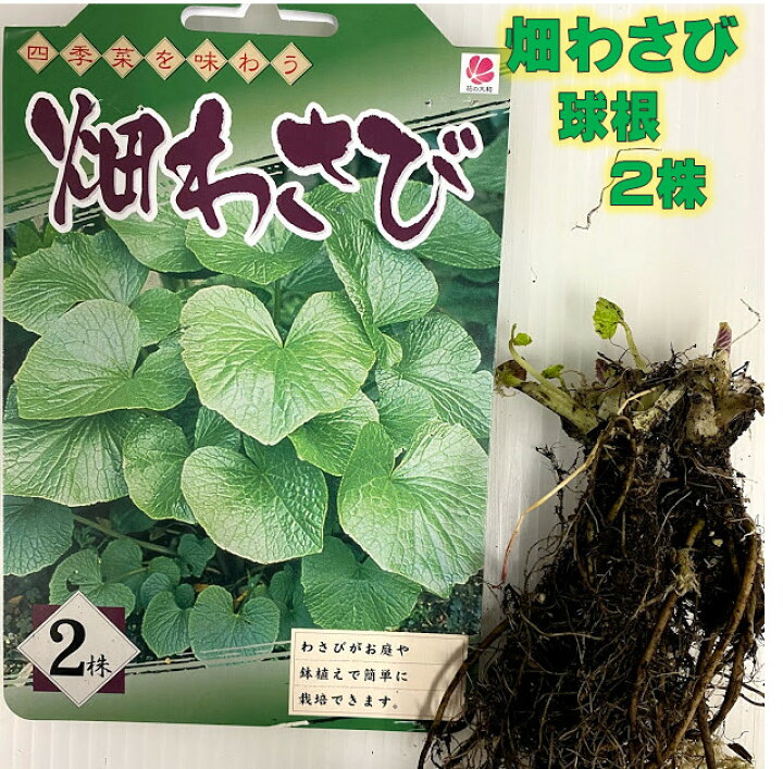 楽天市場 畑わさび 球根 ２株入 ２ ５月植え付け 葉は周年収穫 根は５月下 ６月下旬収穫 植え付け１年後以降収穫可 苗 ワサビ プランター栽培ok 荒川種苗 楽天市場店
