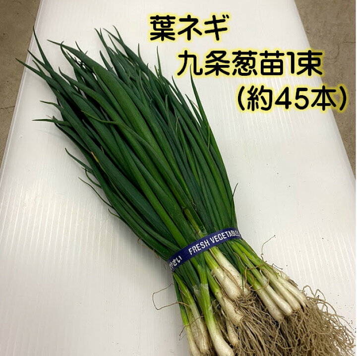 楽天市場】即納のみ指定配達不可 九条太葱苗 1束 苗約45本 京野菜 春 京都府産 九条ネギ苗 1000本 家庭菜園や畑に！甘くて柔らか