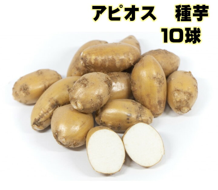 楽天市場 アピオス 種芋10球入 説明レッテル付き 岩手県産 別名アメリカほど芋 春植え野菜 ３ ５月植え付け １０ １１月収穫 塩ゆで 揚げ物 サラダに つる性植物 苗 グリーンカーテン 荒川種苗 楽天市場店