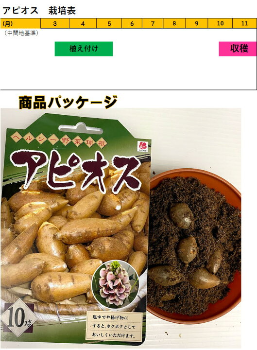 楽天市場 アピオス 種芋10球入 説明レッテル付き 岩手県産 別名アメリカほど芋 春植え野菜 ３ ５月植え付け １０ １１月収穫 塩ゆで 揚げ物 サラダに つる性植物 苗 グリーンカーテン 荒川種苗 楽天市場店