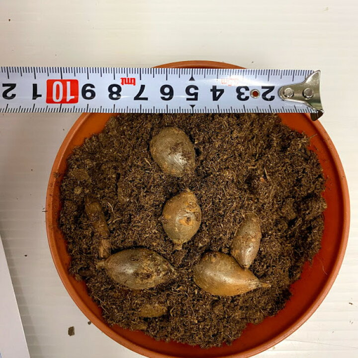 楽天市場 アピオス 種芋10球入 説明レッテル付き 岩手県産 別名アメリカほど芋 春植え野菜 ３ ５月植え付け １０ １１月収穫 塩ゆで 揚げ物 サラダに つる性植物 苗 グリーンカーテン 荒川種苗 楽天市場店