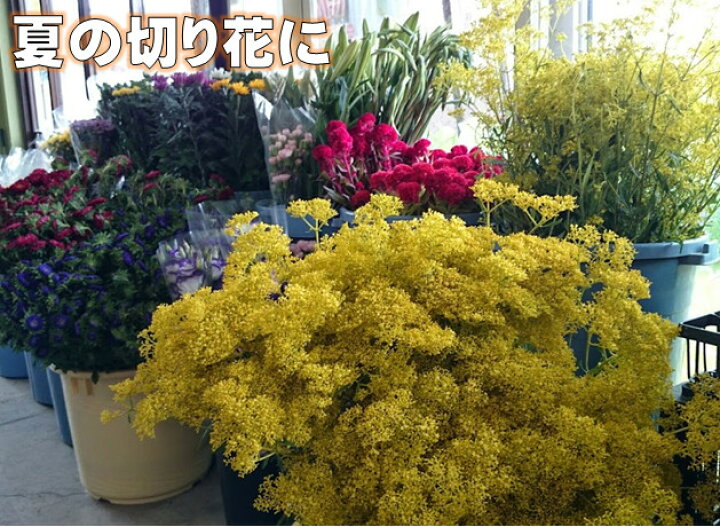 楽天市場 3月下旬頃 発送 オミナエシの苗 １コ 6 ９月頃開花 おみなえし 夏の花 宿根花苗 お盆の切り花に 荒川種苗 楽天市場店