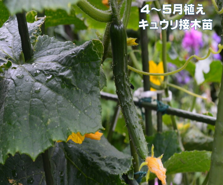 楽天市場 4月上旬ころ 発送 4 5月植えキュウリ苗 丈夫な接木苗 みずみずしく美味しい 9センチポット苗 きゅうり 品種名 夏すずみ 北進 春植え 家庭菜園 鉢植え プランター栽培 荒川種苗 楽天市場店 楽天市場 4月上旬ころ 発送 4 5月植えキュウリ苗 丈夫な接木苗 みずみずしく美味しい 9センチポット苗 きゅうり 品種名 夏すずみ 北進 春植え 家庭菜園 鉢植え プランター栽培 荒川種苗 楽天市場店