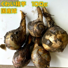 くわい種芋 100g 約3～8球 国産（愛知県）4〜5月植え　11〜12月下旬収穫　正月料理　煮物や揚げ物に