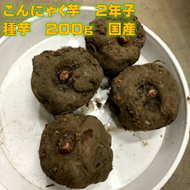 こんにゃく芋　種芋　2年子 在来種　200g　約2〜3コ