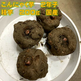 楽天市場 こんにゃく 芋 種芋の通販 楽天市場 こんにゃく 芋 種芋の通販