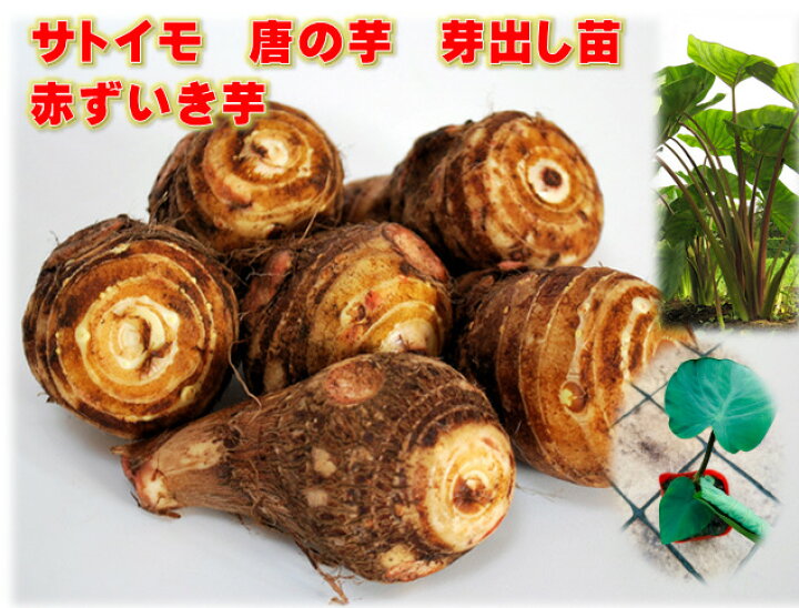 楽天市場 里芋ポット苗 種芋 唐の芋 赤 親芋 子芋 赤い茎も食べられる 唐の芋 9ｾﾝﾁﾎﾟｯﾄ さといも サトイモ 荒川種苗 楽天市場店